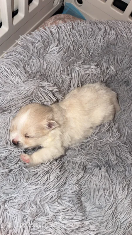 Baby Girl – Pomeranian puppy for sale in Canoga Park, CA