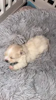 Baby Girl, a female Pomeranian for sale in Canoga Park, CA – 1 of 10
