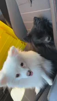 Baby Girl, a female Pomeranian for sale in Canoga Park, CA – 7 of 10