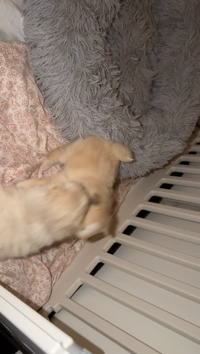 Baby Girl, a female Pomeranian for sale in Canoga Park, CA – 10 of 10