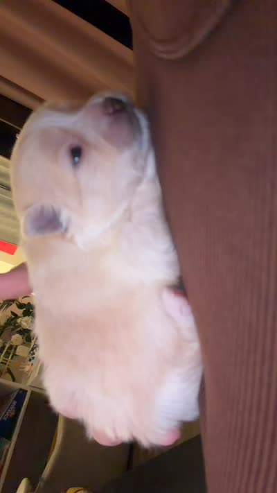 Baby Girl, a female Pomeranian for sale in Canoga Park, CA – 9 of 10
