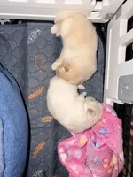 Baby Girl, a female Pomeranian for sale in Canoga Park, CA – 8 of 10