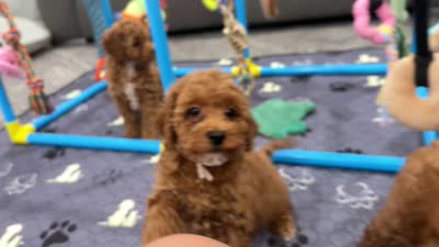 Facility video