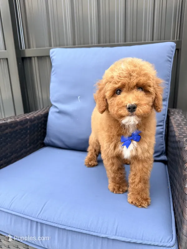 Toffee Toy 4-12lbs – Poodle - Toy , Miniature Goldendoodle puppy for sale in Homestead, FL