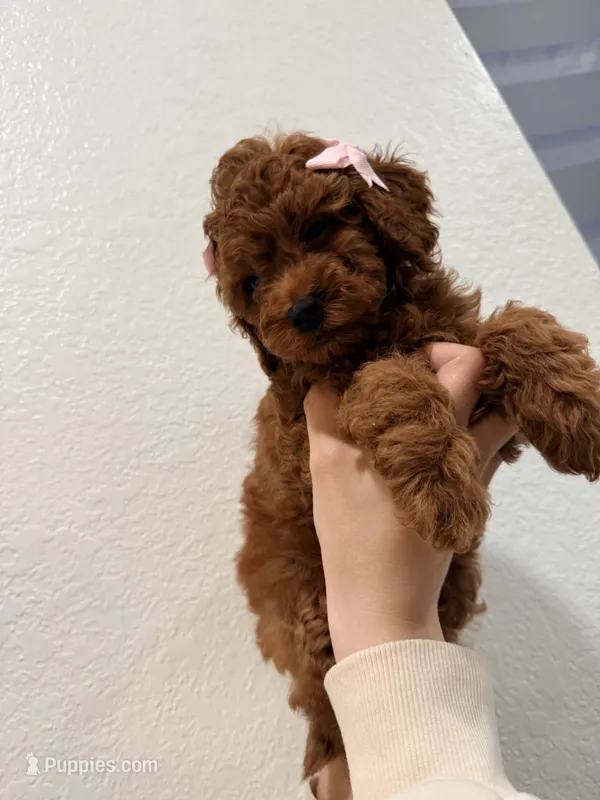 Honeybun Toy 4-9lbs – Poodle - Toy , Miniature Goldendoodle puppy for sale in Homestead, FL
