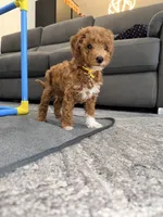 Churro Toy 4-10lbs, a male Poodle - Toy  and Miniature Goldendoodle for sale in Homestead, FL – 4 of 6