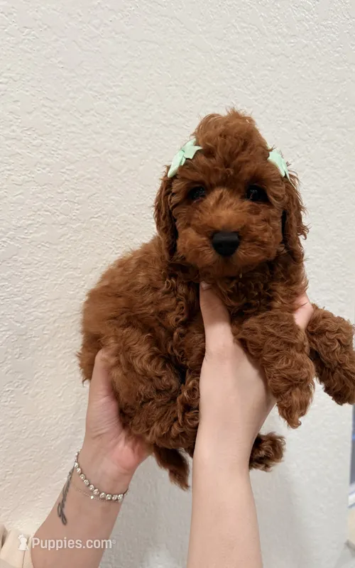 Tiramisu Toy 4-12lbs – Poodle - Toy , Miniature Goldendoodle puppy for sale in Homestead, FL