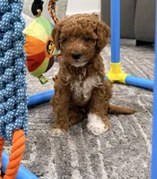 Churro Toy 4-10lbs, a male Poodle - Toy  and Miniature Goldendoodle for sale in Homestead, FL – 3 of 6
