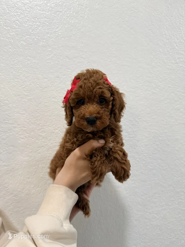 Eclaire Toy 4-12lbs – Poodle - Toy , Miniature Goldendoodle puppy for sale in Homestead, FL