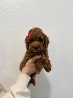 Eclaire Toy 4-12lbs, a female Poodle - Toy  and Miniature Goldendoodle for sale in Homestead, FL – 1 of 3