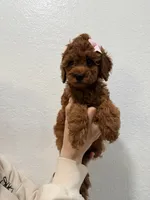 Honeybun Toy 4-9lbs, a female Poodle - Toy  and Miniature Goldendoodle for sale in Homestead, FL – 2 of 3