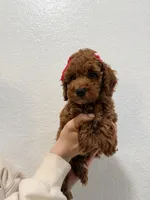 Eclaire Toy 4-12lbs, a female Poodle - Toy  and Miniature Goldendoodle for sale in Homestead, FL – 3 of 3
