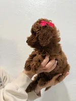 Eclaire Toy 4-12lbs, a female Poodle - Toy  and Miniature Goldendoodle for sale in Homestead, FL – 2 of 3