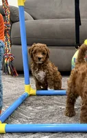 Churro Toy 4-10lbs, a male Poodle - Toy  and Miniature Goldendoodle for sale in Homestead, FL – 2 of 6