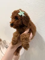 Tiramisu Toy 4-12lbs, a female Poodle - Toy  and Miniature Goldendoodle for sale in Homestead, FL – 2 of 3