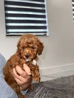 Toffee Toy 4-12lbs, a male Poodle - Toy  and Miniature Goldendoodle for sale in Homestead, FL – 2 of 3