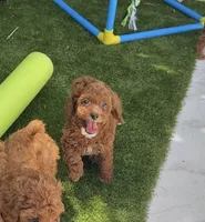Cannoli Toy 4-9lbs, a female Poodle - Toy  and Miniature Goldendoodle for sale in Homestead, FL – 3 of 5