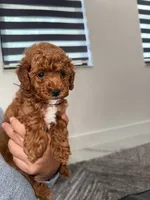 Toffee Toy 4-12lbs, a male Poodle - Toy  and Miniature Goldendoodle for sale in Homestead, FL – 3 of 3