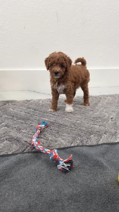 Churro Toy 4-10lbs, a male Poodle - Toy  and Miniature Goldendoodle for sale in Homestead, FL – 6 of 6