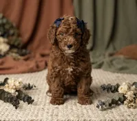 Cannoli Toy 4-9lbs, a female Poodle - Toy  and Miniature Goldendoodle for sale in Homestead, FL – 1 of 5