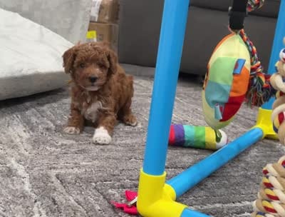 Churro Toy 4-10lbs, a male Poodle - Toy  and Miniature Goldendoodle for sale in Homestead, FL – 5 of 6