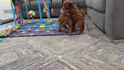 Honeybun Toy 4-9lbs, a female Poodle - Toy  and Miniature Goldendoodle for sale in Homestead, FL – 3 of 3