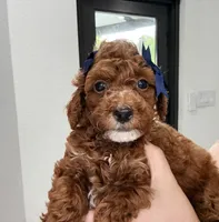Cannoli Toy 4-9lbs, a female Poodle - Toy  and Miniature Goldendoodle for sale in Homestead, FL – 4 of 5