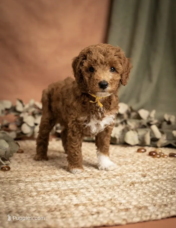 Churro Toy 4-10lbs – Poodle - Toy , Miniature Goldendoodle puppy for sale in Homestead, FL