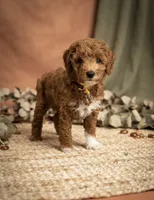 Churro Toy 4-10lbs, a male Poodle - Toy  and Miniature Goldendoodle for sale in Homestead, FL – 1 of 6