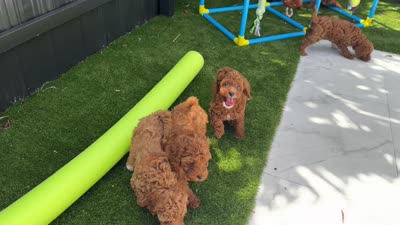 Cannoli Toy 4-9lbs, a female Poodle - Toy  and Miniature Goldendoodle for sale in Homestead, FL – 5 of 5