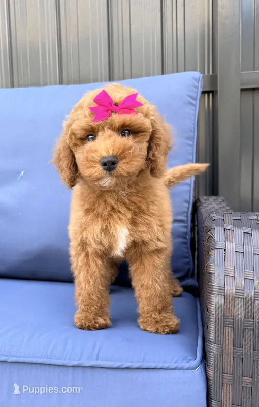 Eclaire Toy 4-12lbs – Poodle - Toy , Miniature Goldendoodle puppy for sale in Homestead, FL