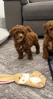 Cannoli Toy 4-9lbs, a female Poodle - Toy  and Miniature Goldendoodle for sale in Homestead, FL – 2 of 5