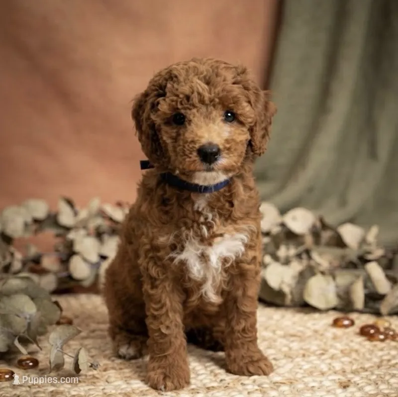 Toffee Toy 4-12lbs – Poodle - Toy , Miniature Goldendoodle puppy for sale in Homestead, FL