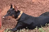 Big boy, a male Doberman Pinscher for sale in Winder, GA – 2 of 3