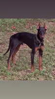 Big boy, a male Doberman Pinscher for sale in Winder, GA – 3 of 3