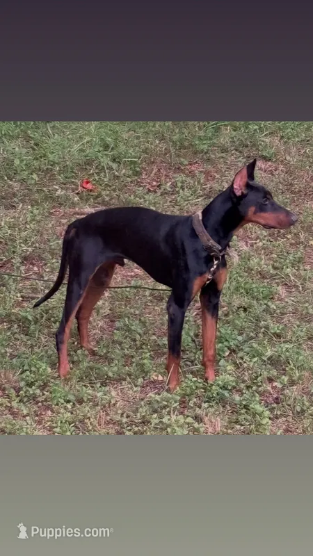 Big boy – Doberman Pinscher puppy for sale in Winder, GA