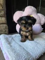 Gus, a male Yorkshire Terrier for sale in Lake Geneva, WI – 1 of 6