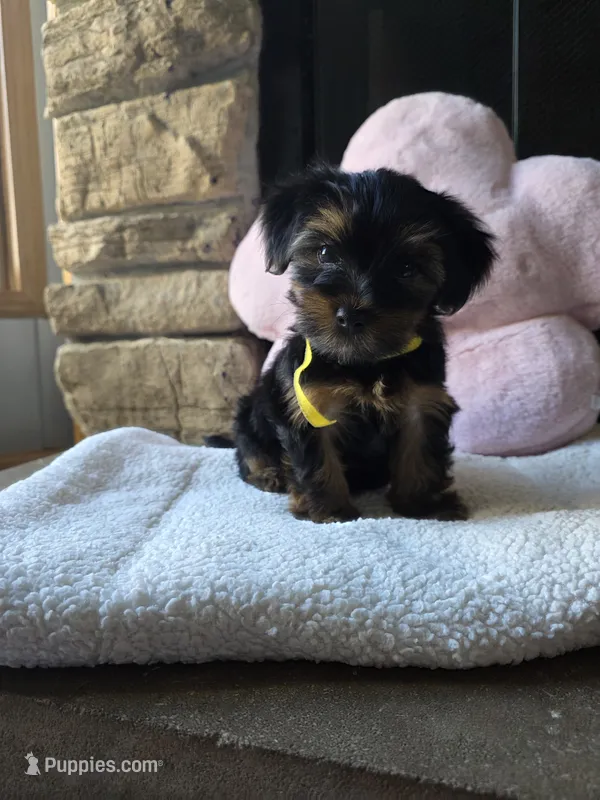 Lady – Yorkshire Terrier puppy for sale in Lake Geneva, WI