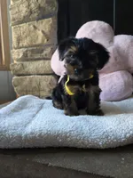 Lady, a female Yorkshire Terrier for sale in Lake Geneva, WI – 1 of 7