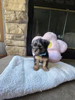 Lola, a female Yorkshire Terrier for sale in Lake Geneva, WI – 2 of 8