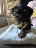 Lady, a female Yorkshire Terrier for sale in Lake Geneva, WI – 2 of 7