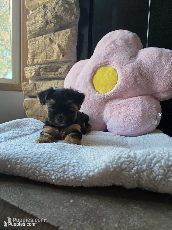 Evie  – Yorkshire Terrier puppy for sale in Lake Geneva, WI
