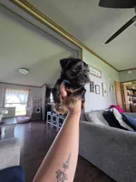 Lola, a female Yorkshire Terrier for sale in Lake Geneva, WI – 7 of 8