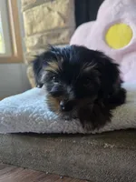 Lady, a female Yorkshire Terrier for sale in Lake Geneva, WI – 4 of 7