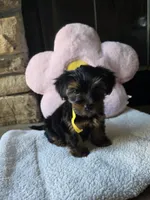 Lady, a female Yorkshire Terrier for sale in Lake Geneva, WI – 3 of 7