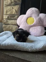Evie , a female Yorkshire Terrier for sale in Lake Geneva, WI – 2 of 7