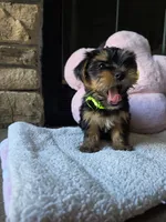 Gus, a male Yorkshire Terrier for sale in Lake Geneva, WI – 2 of 6