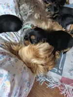Gus, a male Yorkshire Terrier for sale in Lake Geneva, WI – 5 of 6