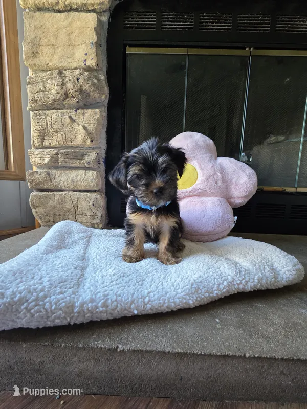 Lola – Yorkshire Terrier puppy for sale in Lake Geneva, WI