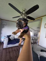 Evie , a female Yorkshire Terrier for sale in Lake Geneva, WI – 5 of 7